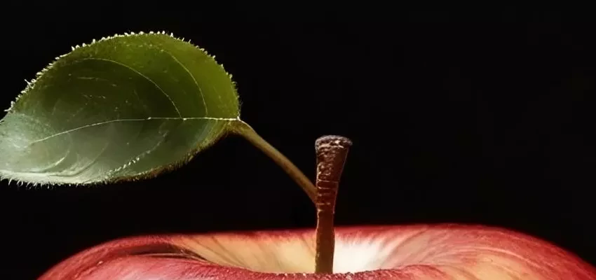 Récolte millésime 2024