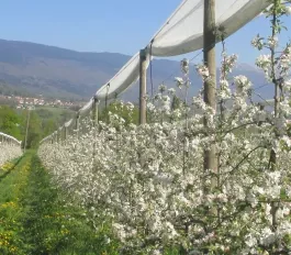 Jeune verger au printemps